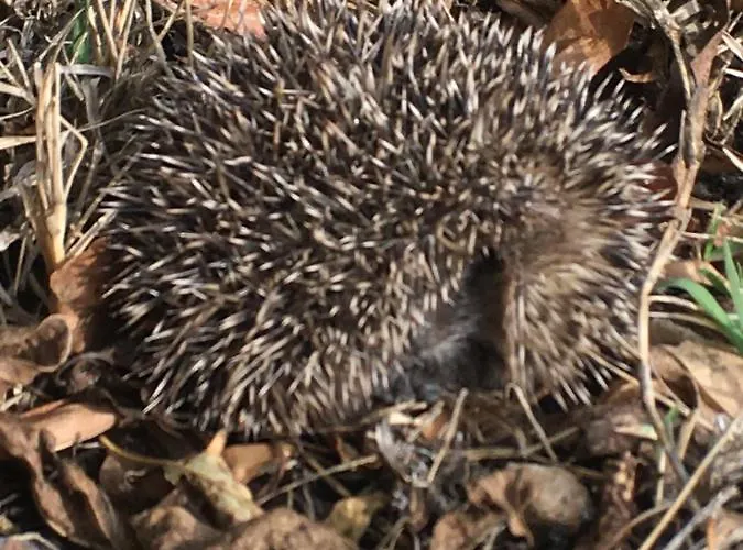 Fahala Camping